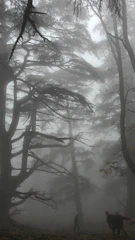 Epic Nordic battlefield with wolves running through mist.