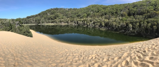 green trees beside lake during daytime in Fraser Island Australia