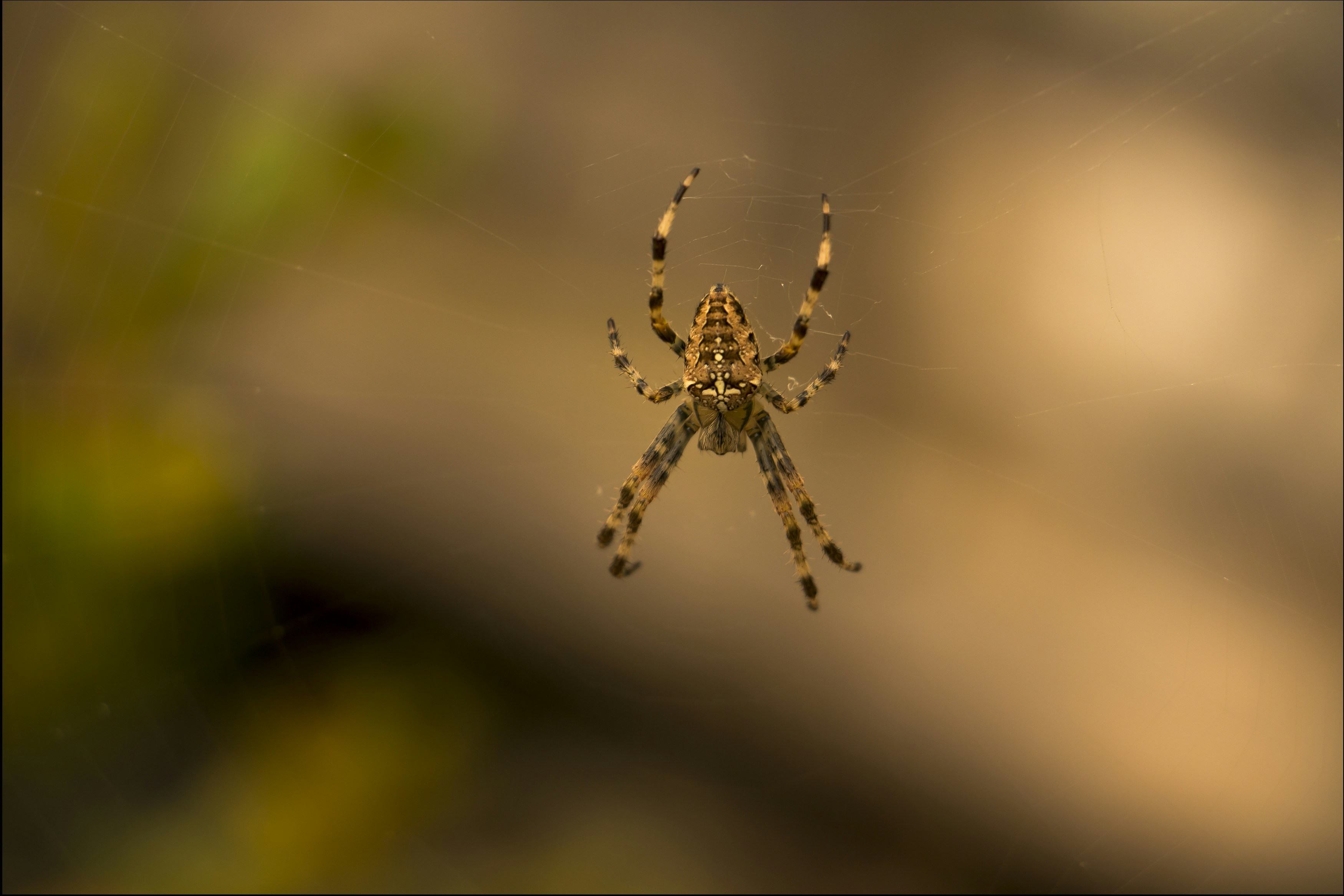 Photo by buddhapixel