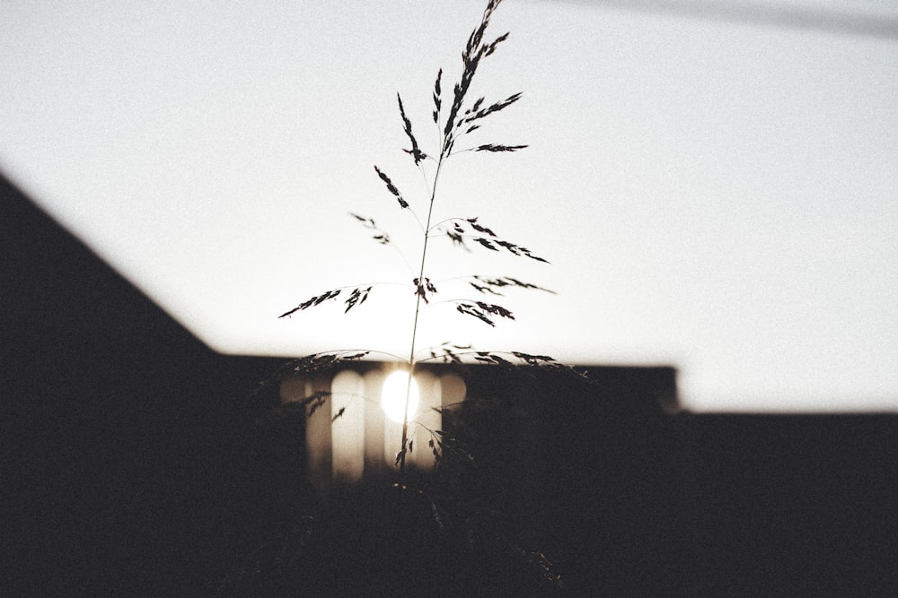 silhouette of bare tree during sunset