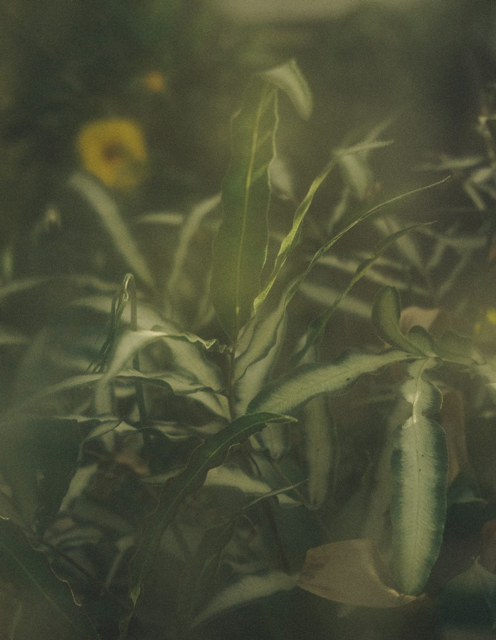 yellow flower with green leaves