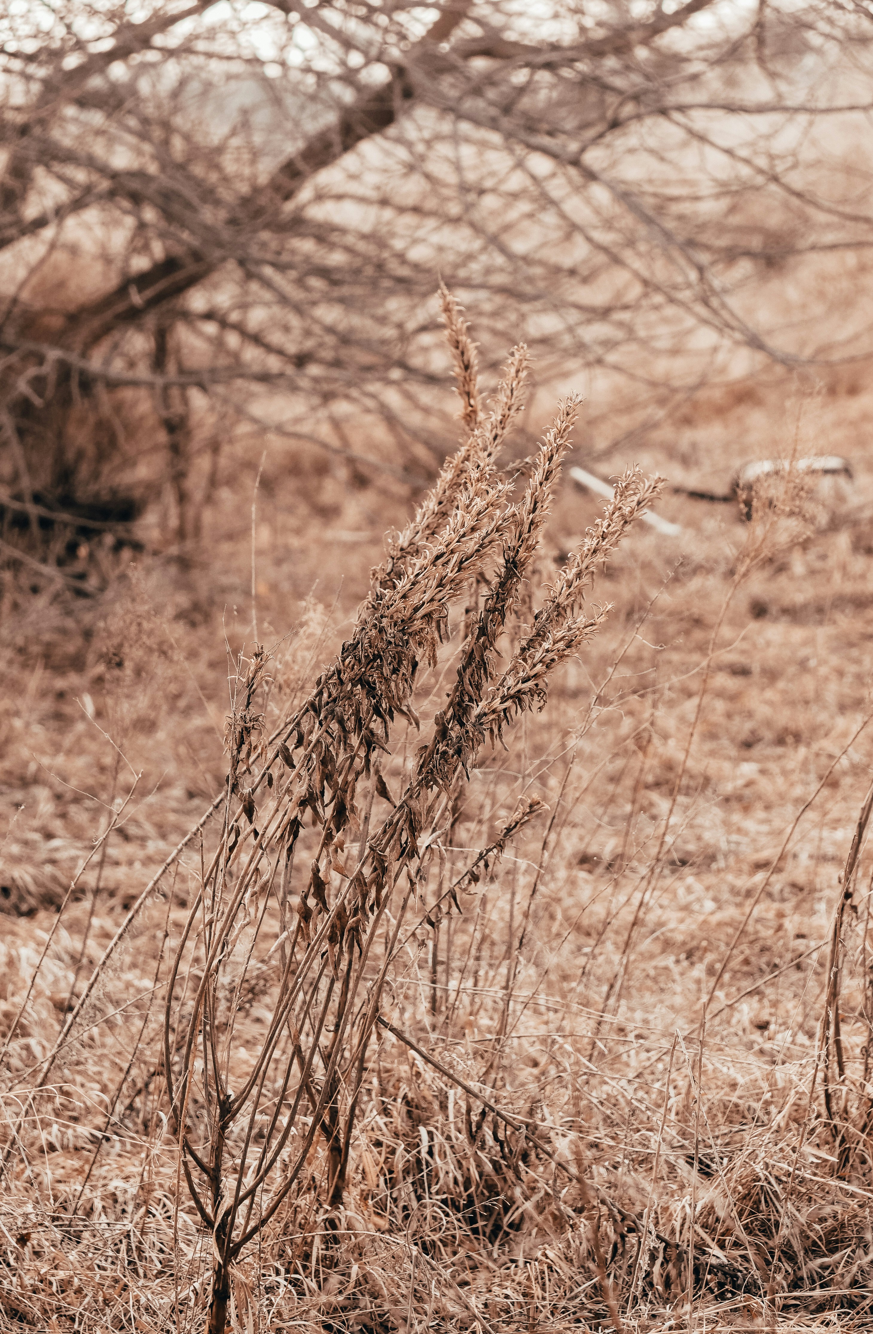 brown dried grass during daytime