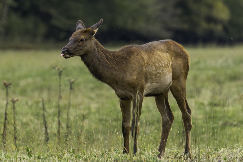 brown deer on green grass field during daytime