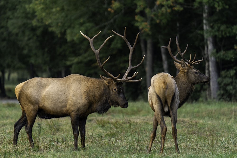 brown deer on green grass field during daytime