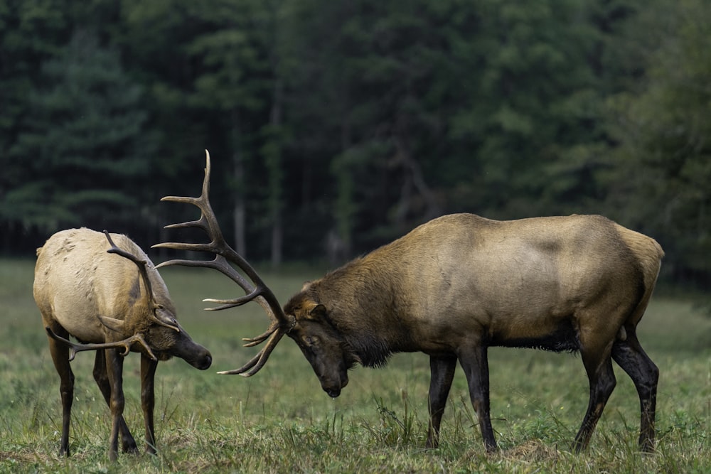 brown deer on green grass field during daytime