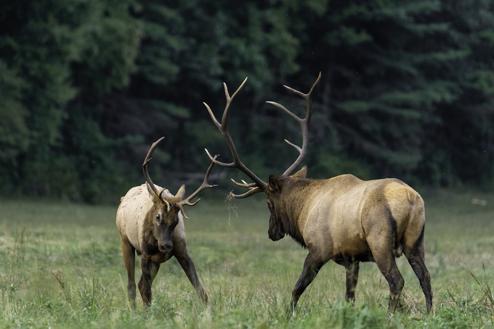 brown deer on green grass field during daytime