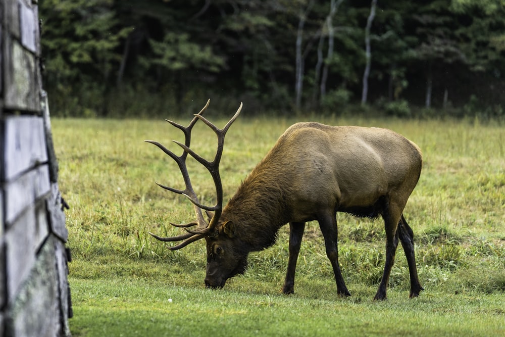 brown moose on green grass field during daytime