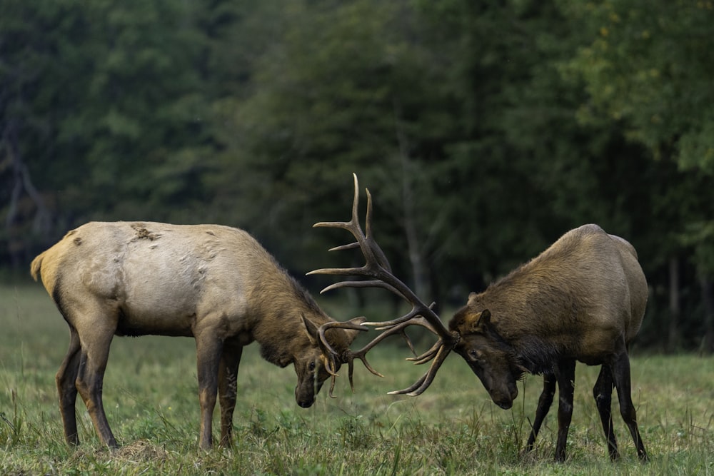 brown deer on green grass field during daytime