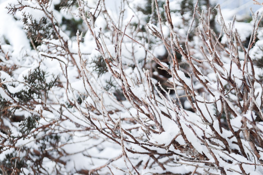 brown tree branch with snow