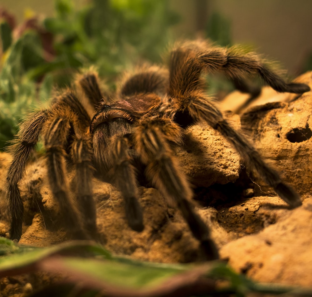 green and black tarantula on brown soil