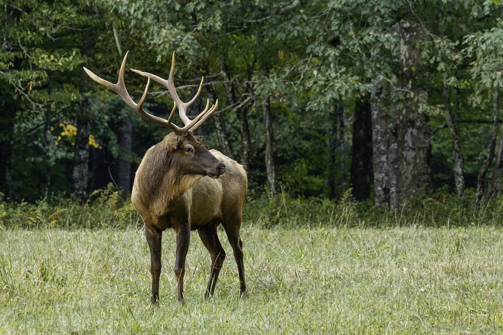 brown deer on green grass field during daytime