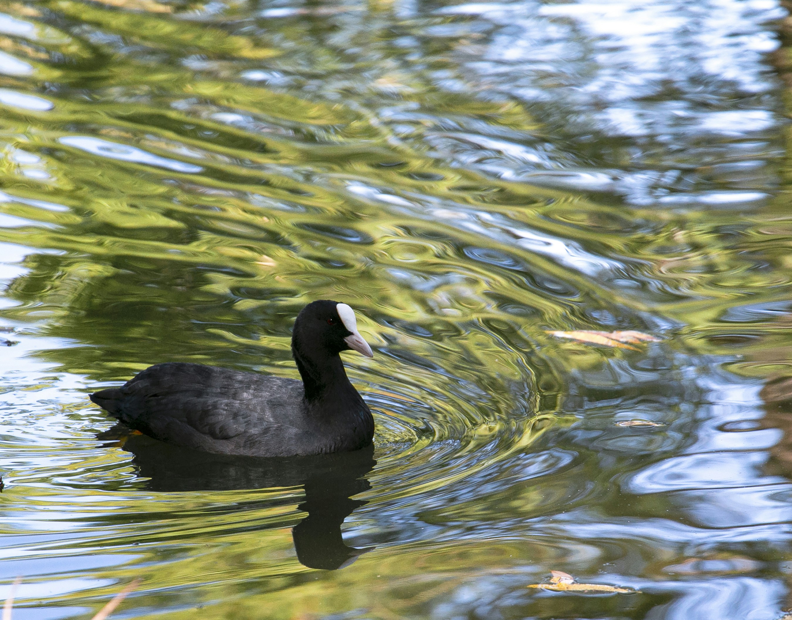 Photo by buddhapixel