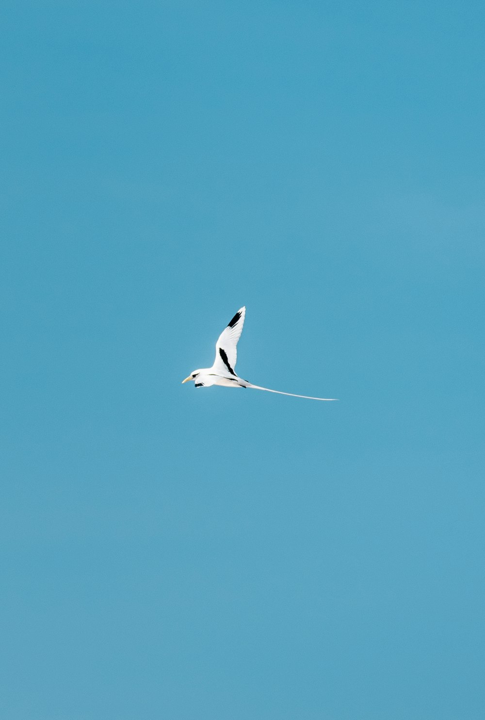 white and black bird flying under blue sky during daytime