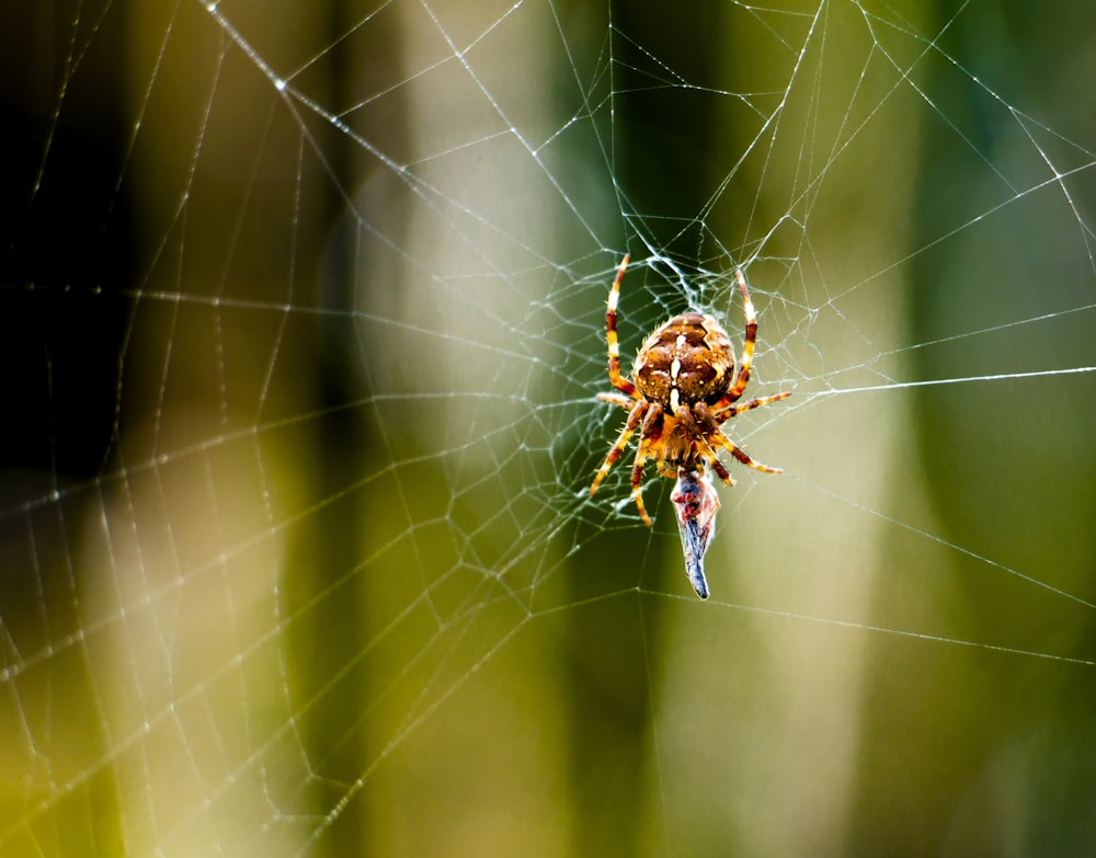 Araña marrón en telaraña en fotografía de primer plano durante el día