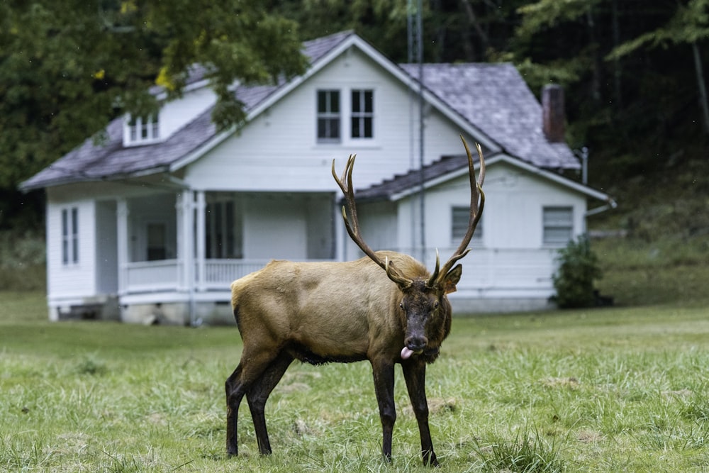 brown deer on green grass field during daytime