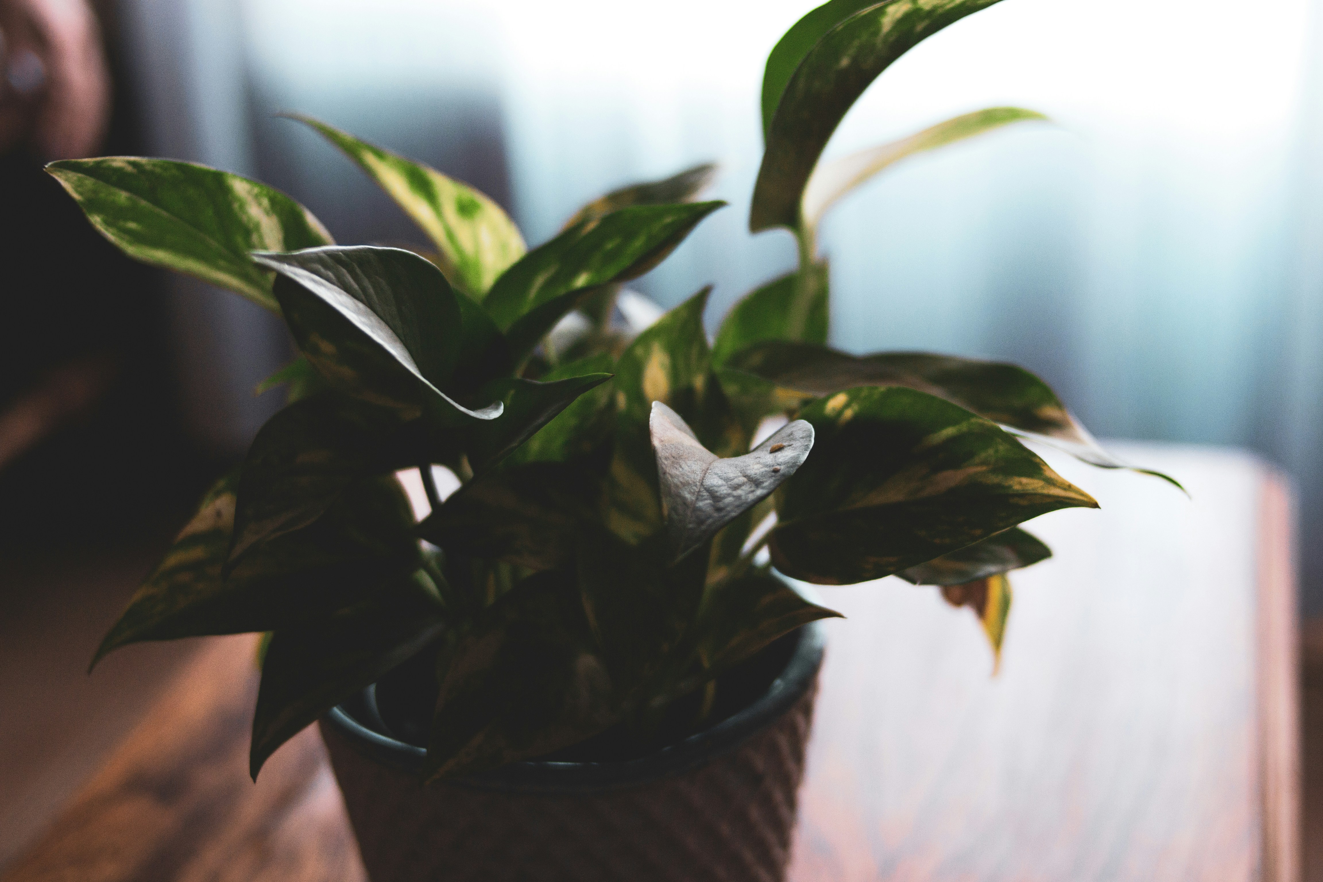 Photo by agustinfernandez