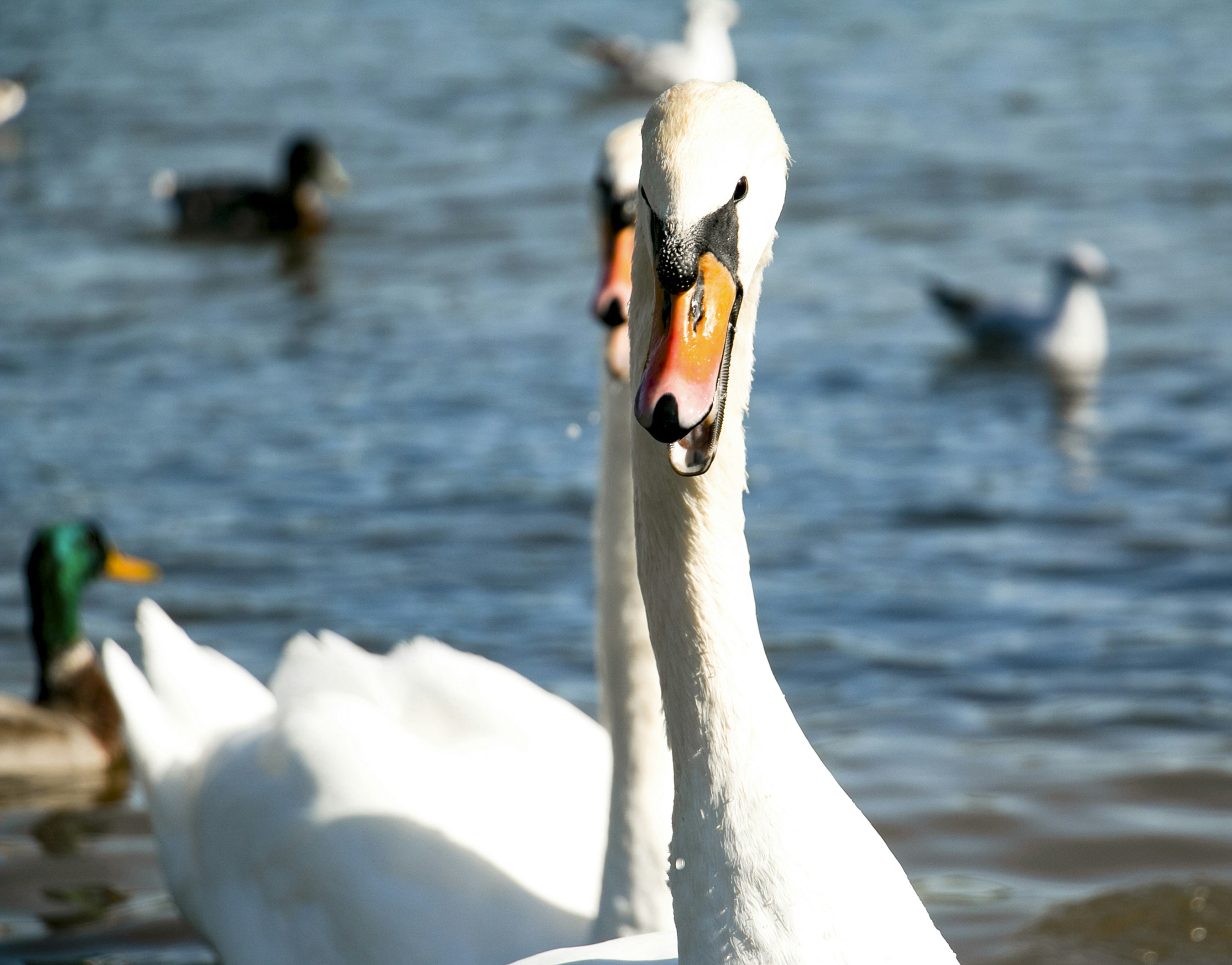 Photo by buddhapixel