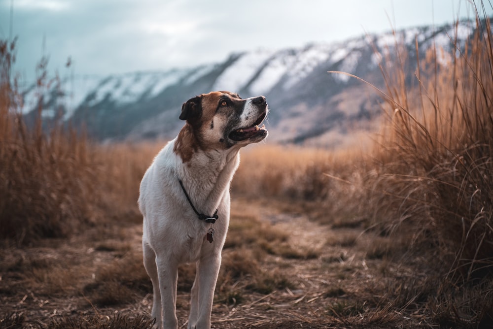 white and brown short coated dog on brown grass field during daytime