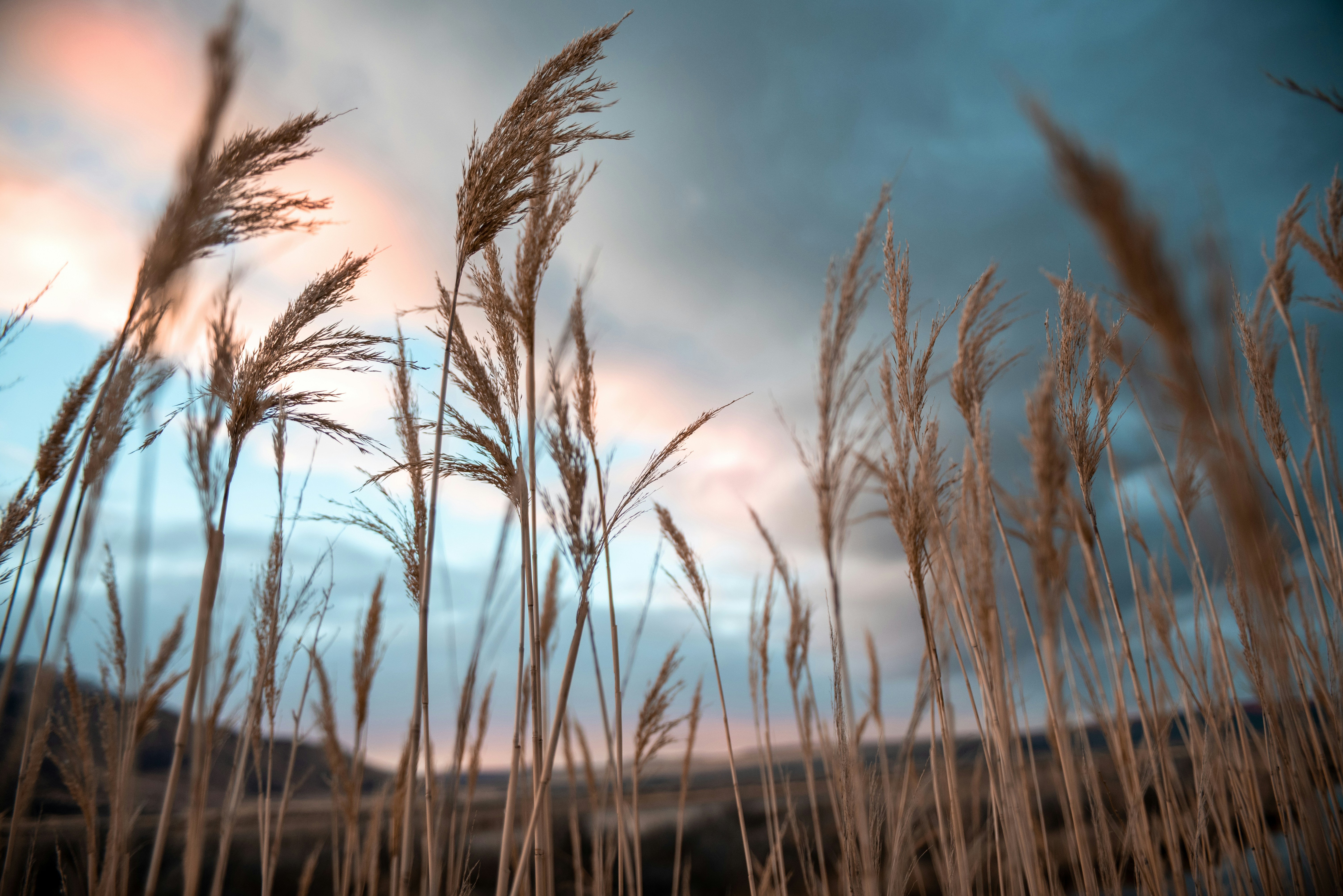 brown grass under blue sky during daytime