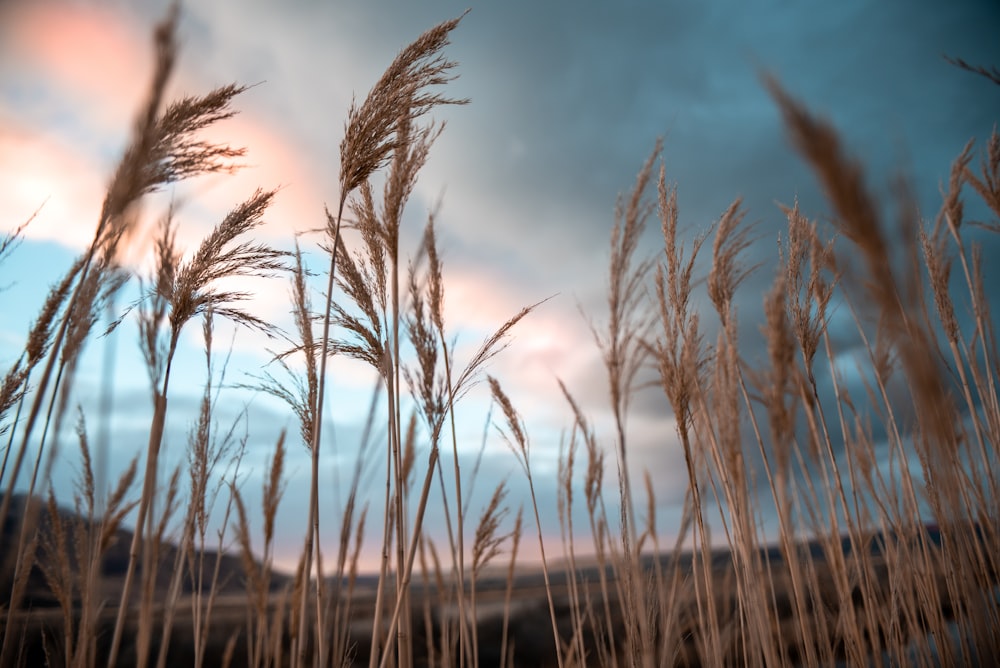 brown grass under blue sky during daytime