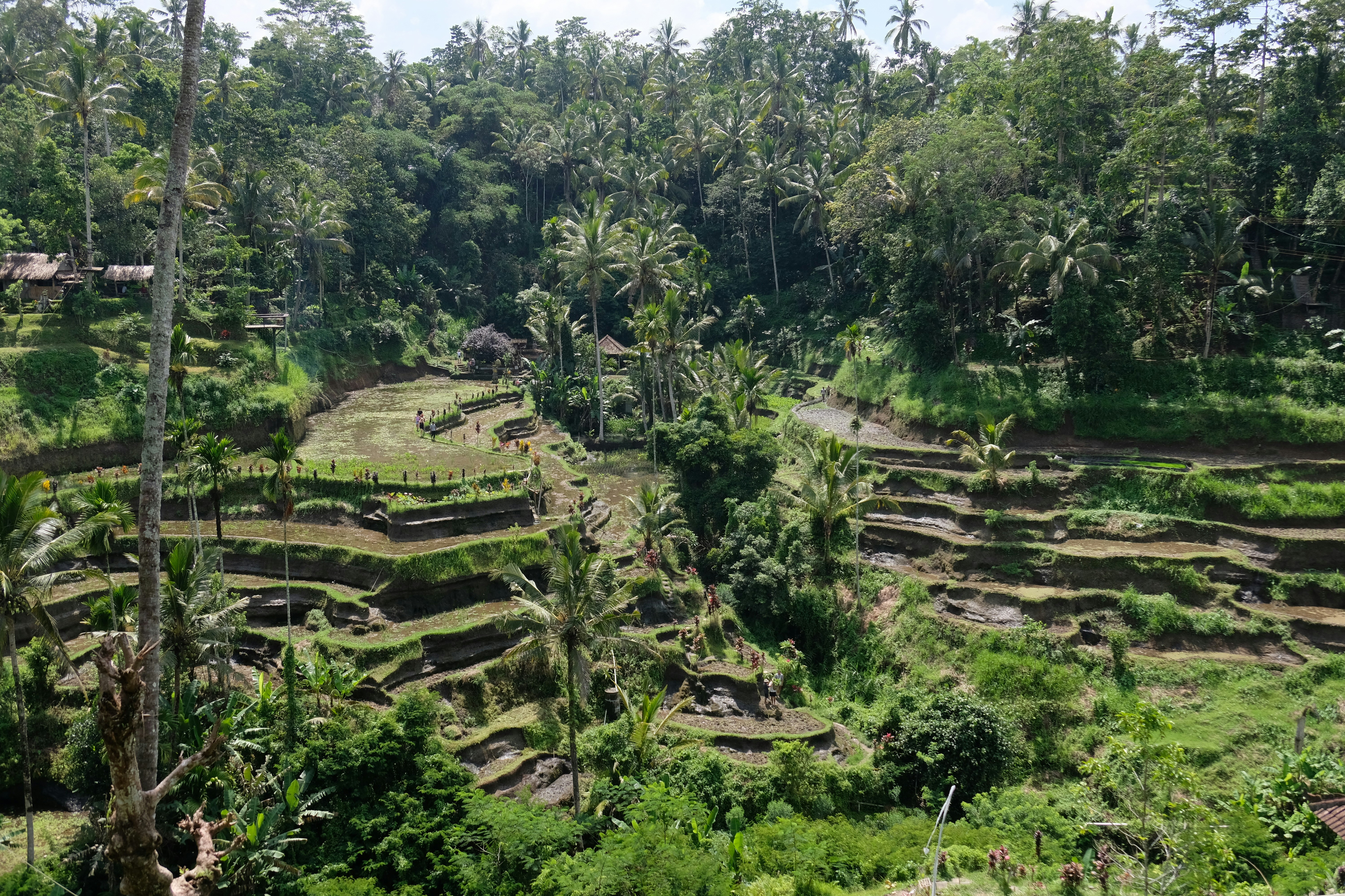 tegalalang rice terrace Bali Ubud 