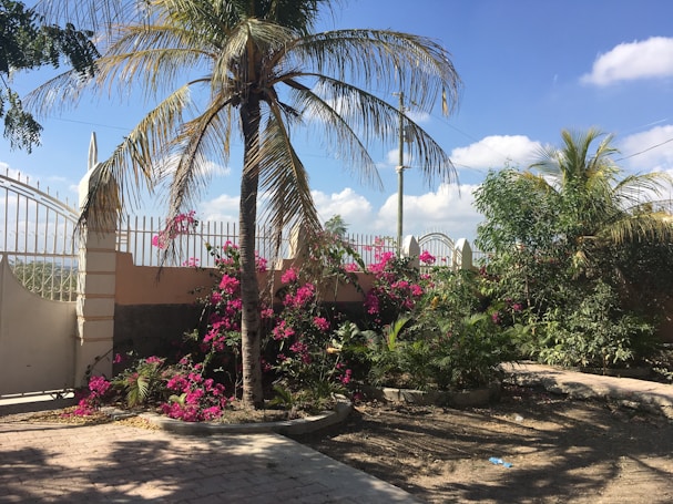 A tropical landscape featuring a tall palm tree with drooping fronds and vibrant pink flowers growing at its base. A white iron fence with decorative peaks forms the backdrop against a clear blue sky speckled with a few white clouds. Other lush green plants are scattered around, casting shadows on the cobblestone path.