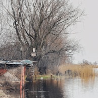 A leafless tree stands near a flooded area with a birdhouse attached to its trunk. A small dilapidated wooden structure is partially submerged in the water. In the background, there are reeds and shrubs beside the reflective water surface.