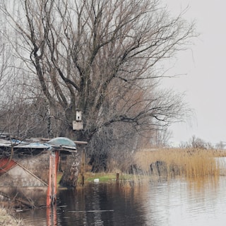 A leafless tree stands near a flooded area with a birdhouse attached to its trunk. A small dilapidated wooden structure is partially submerged in the water. In the background, there are reeds and shrubs beside the reflective water surface.