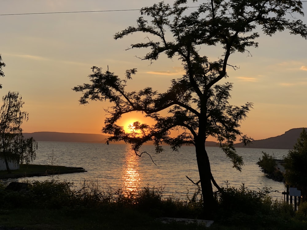 silhouette of tree near body of water during sunset