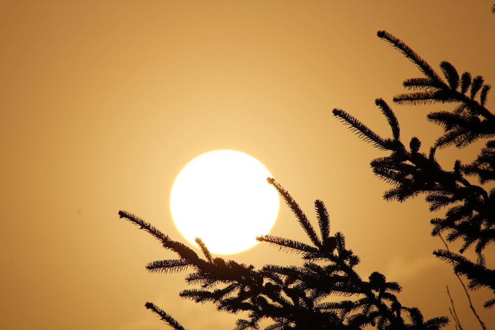 silhouette of plants during sunset