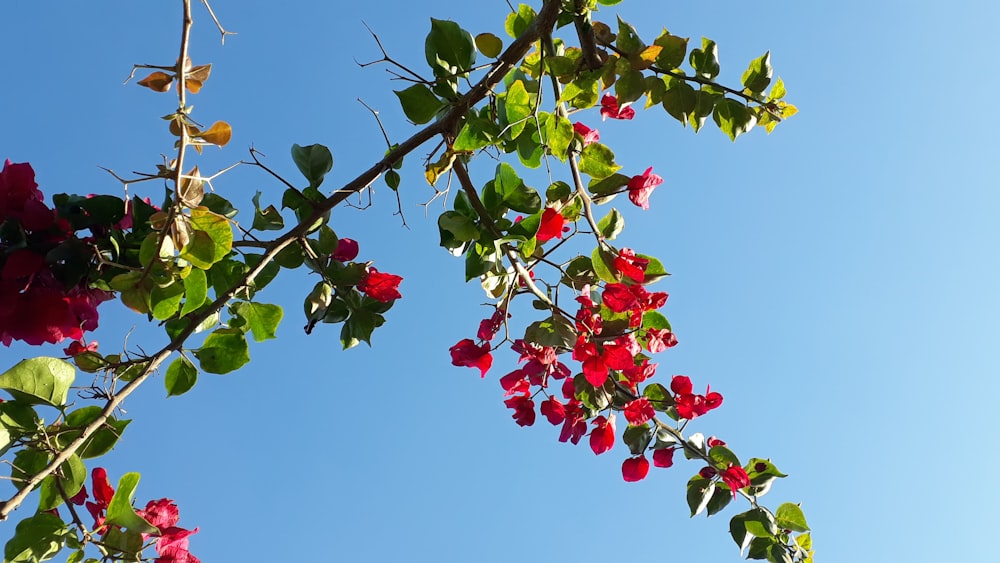 red round fruits on tree during daytime