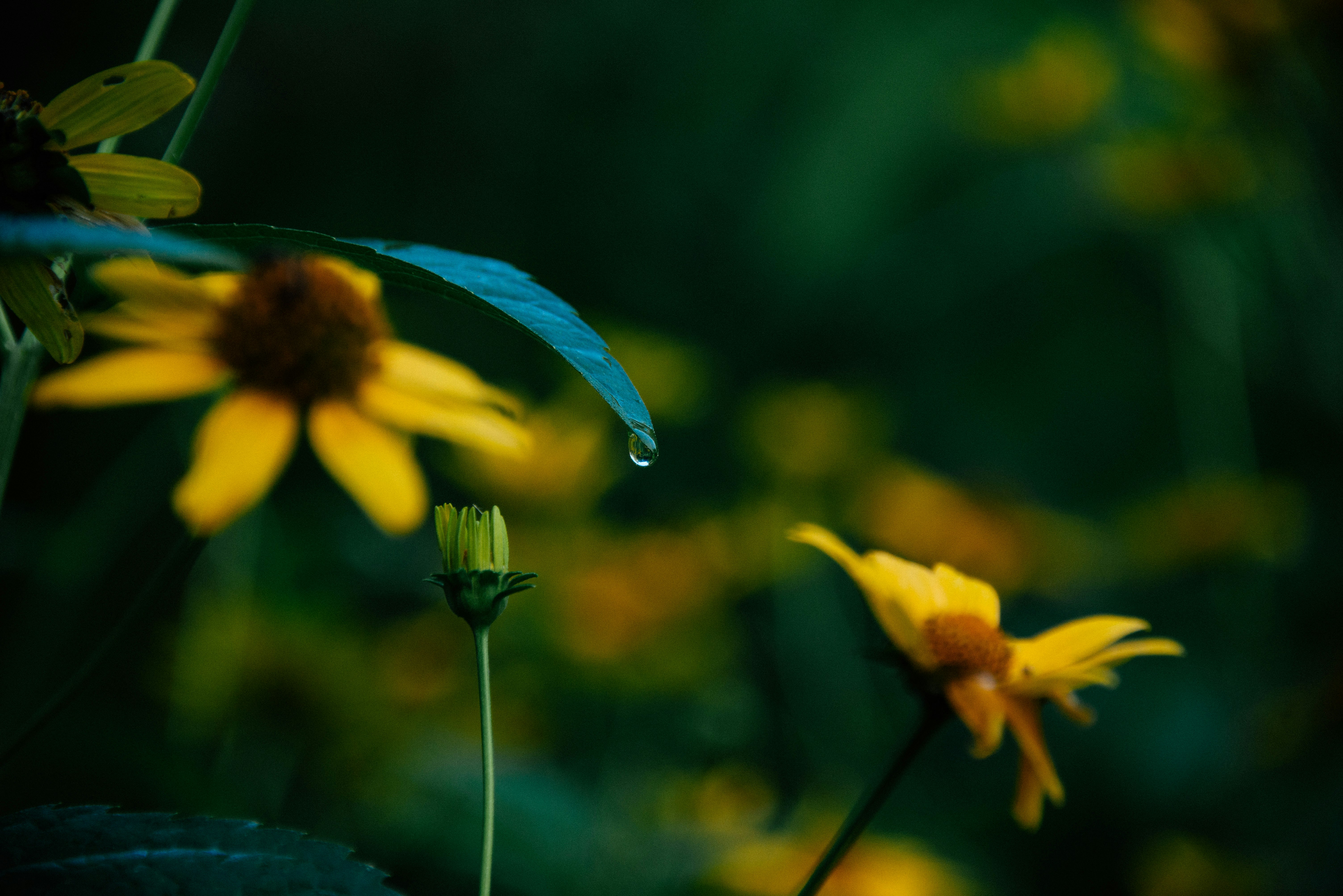 yellow flower with green leaves