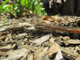 Researchers examining soil samples in a green, lush garden setting under bright daylight