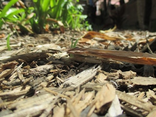 A close-up of freshly laid mulch around plants.