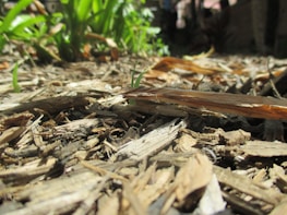 Students exploring a garden, hands-on with plants and soil under bright sunlight.