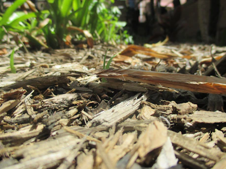 Close-up of fresh mulch being spread around a garden bed with green shrubs.