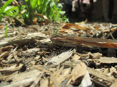 Close-up of rich, dark mulch spread over garden beds on a sunny day