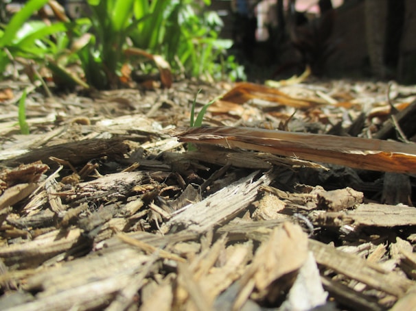 Close-up of fresh mulch being spread around garden plants.