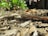 Close-up of fresh mulch being spread around healthy garden plants in a residential landscape.