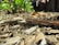 Close-up of fresh mulch being spread around healthy garden plants in a residential landscape.
