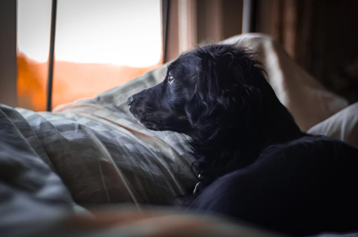 Pet Friendly Stays