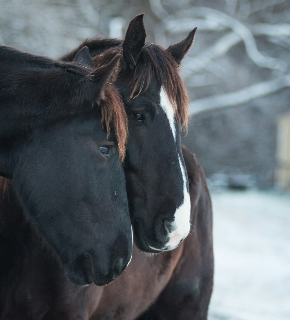 brown and white horse during daytime