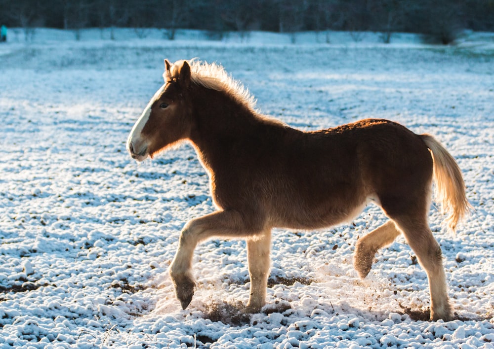 brown horse running on white sand during daytime