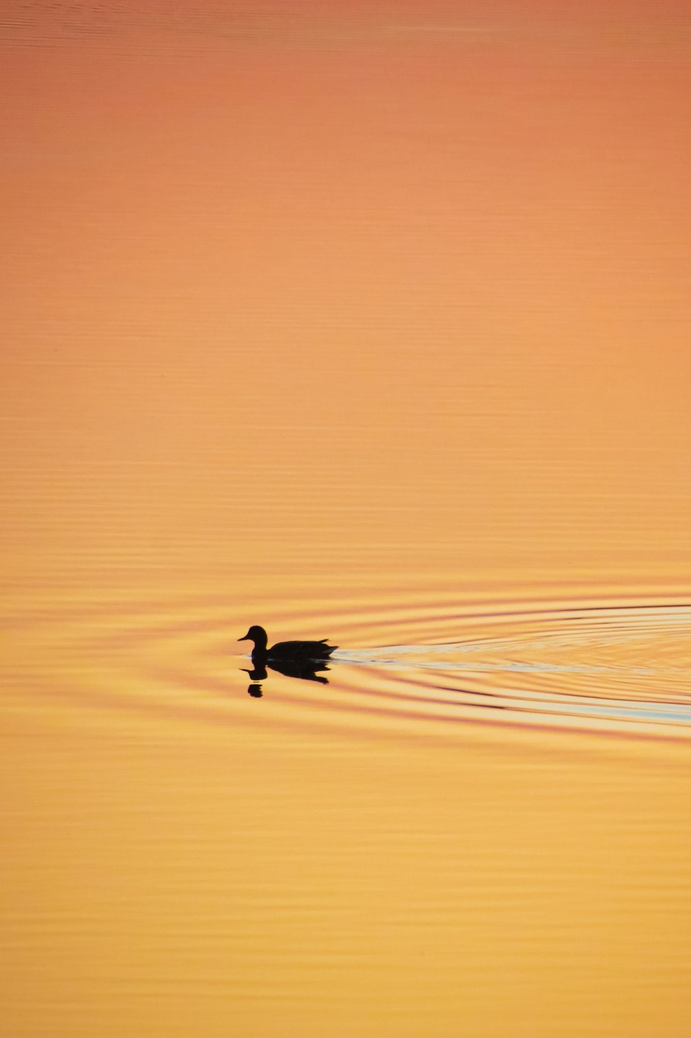 Silueta de pato en el agua durante la puesta del sol