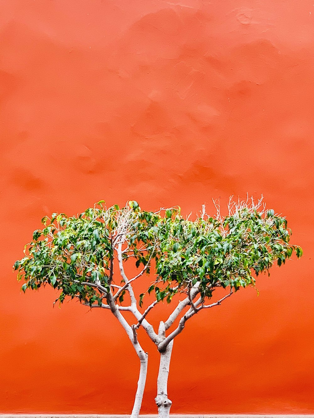 green and brown tree branch