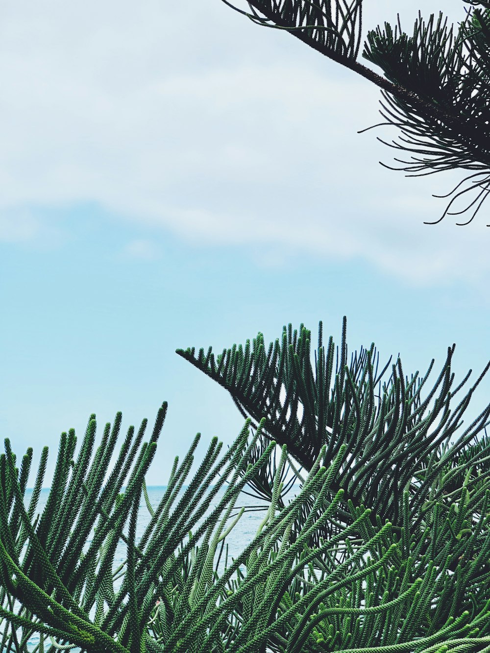 green plant under blue sky during daytime