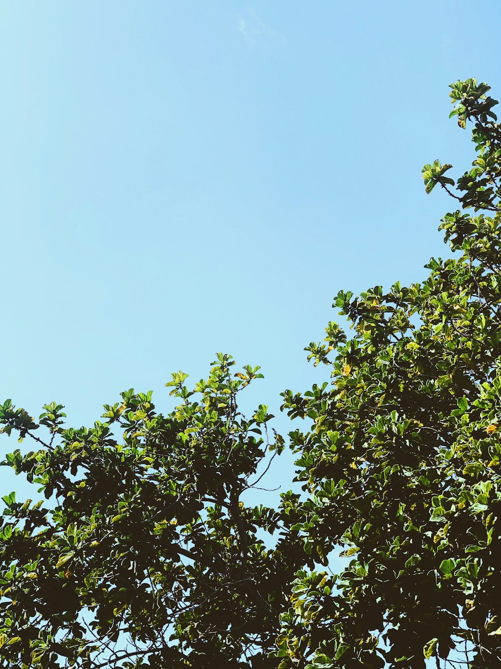 green tree under blue sky during daytime