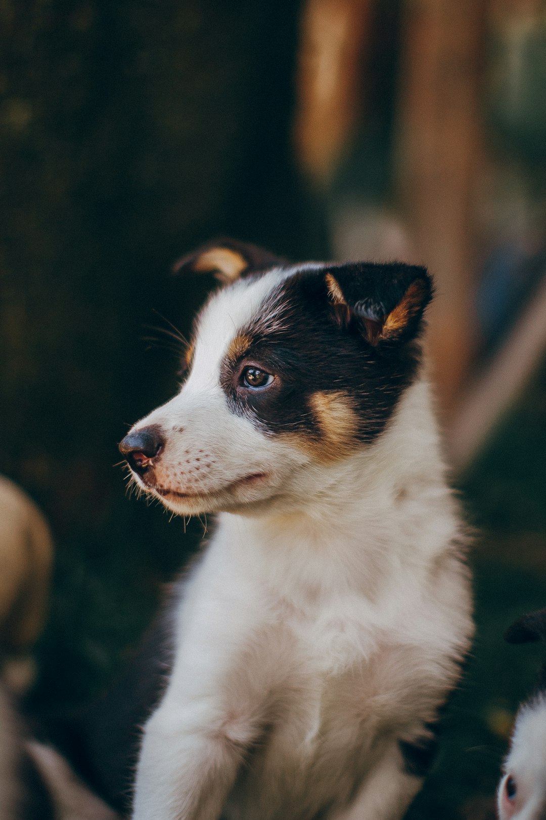 black and white border collie puppy