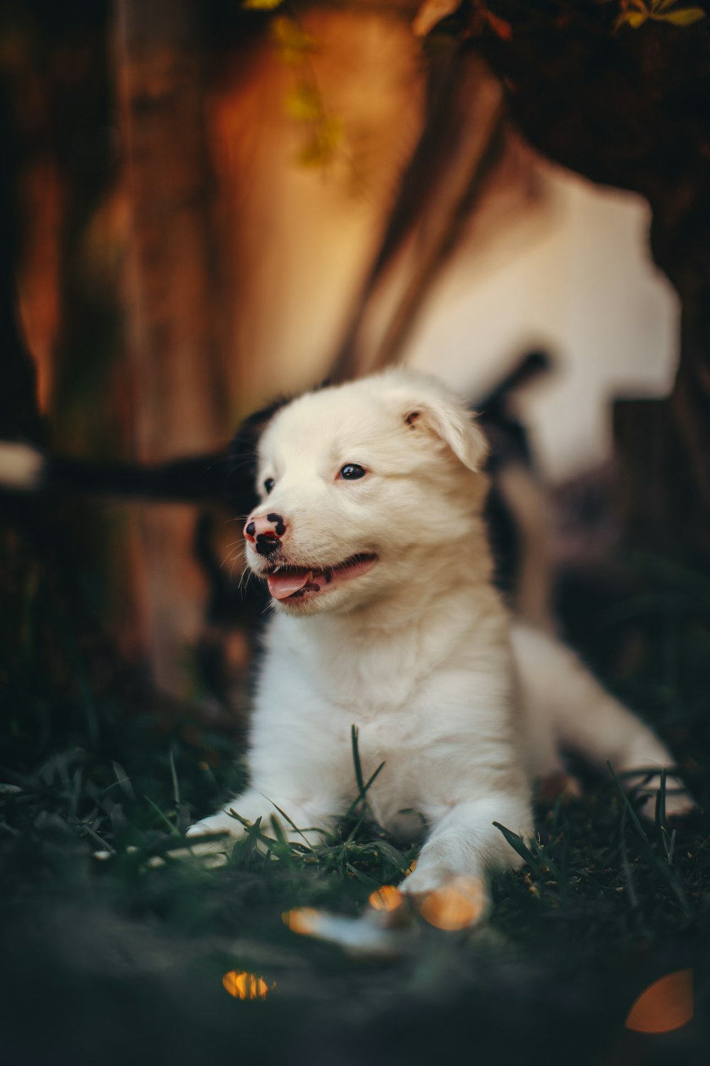 white and black border collie puppy lying on green grass during daytime