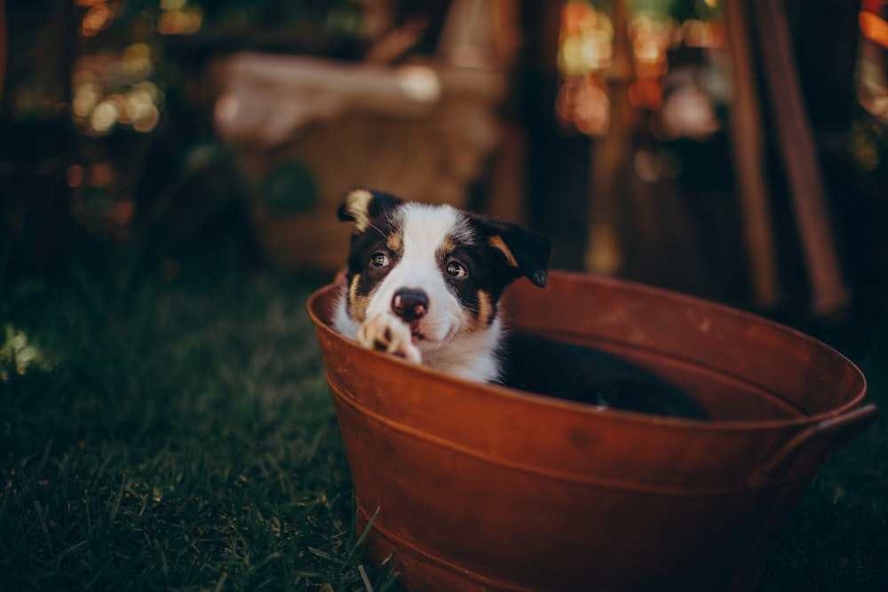 black and white border collie in brown round plastic bucket